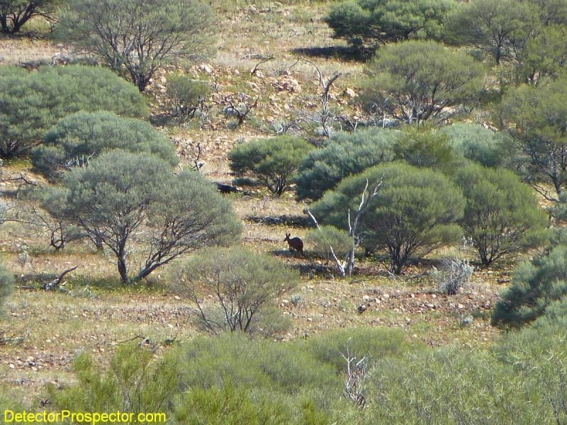 australia-kangaroo-herschbach-2011.jpg