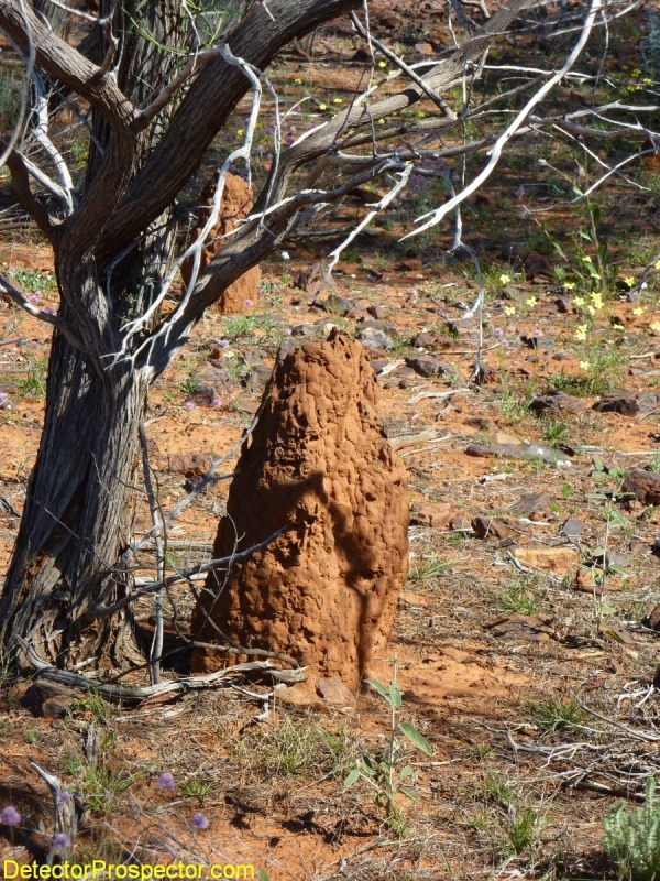 australia-termite-mound-herschbach-2011.jpg