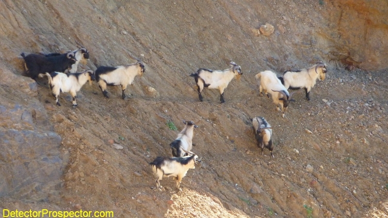 australia-wild-goats.jpg