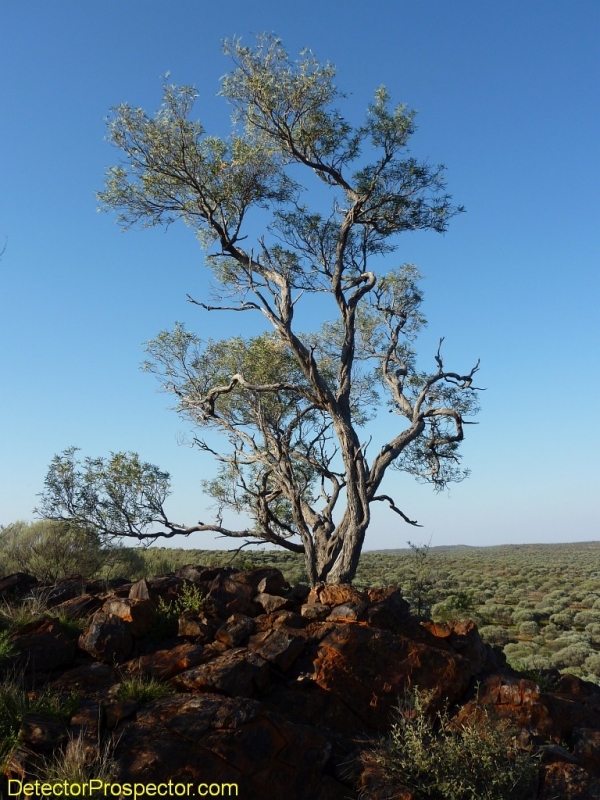 steve-herschbach-australia-2011-banzi-tree.jpg