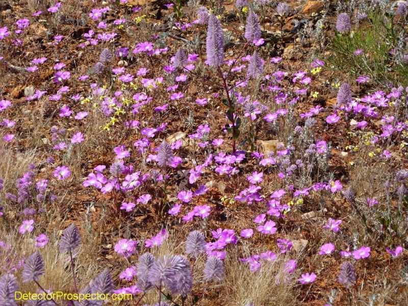 steve-herschbach-australia-2011-bright-flowers.jpg