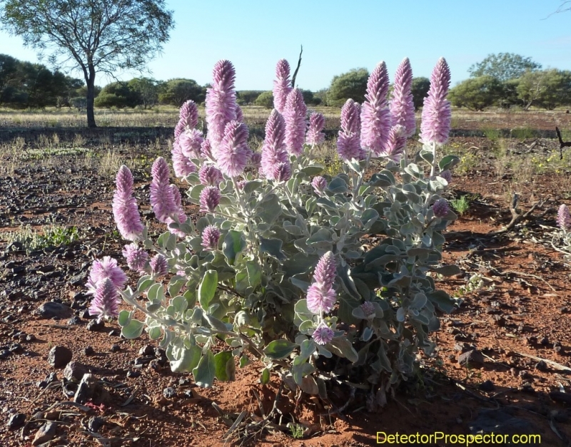 steve-herschbach-australia-2011-purple-flowers.jpg
