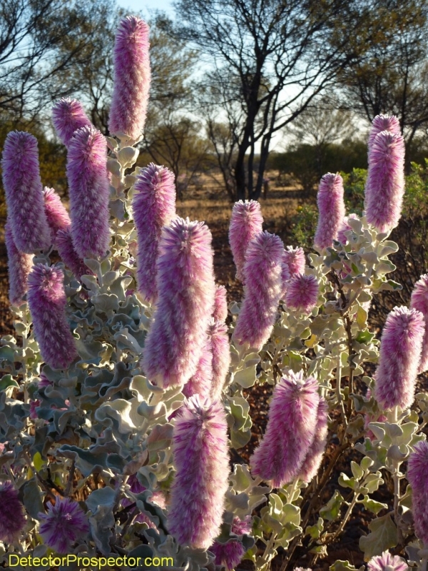 steve-herschbach-australia-2011-tampon-flowers.jpg