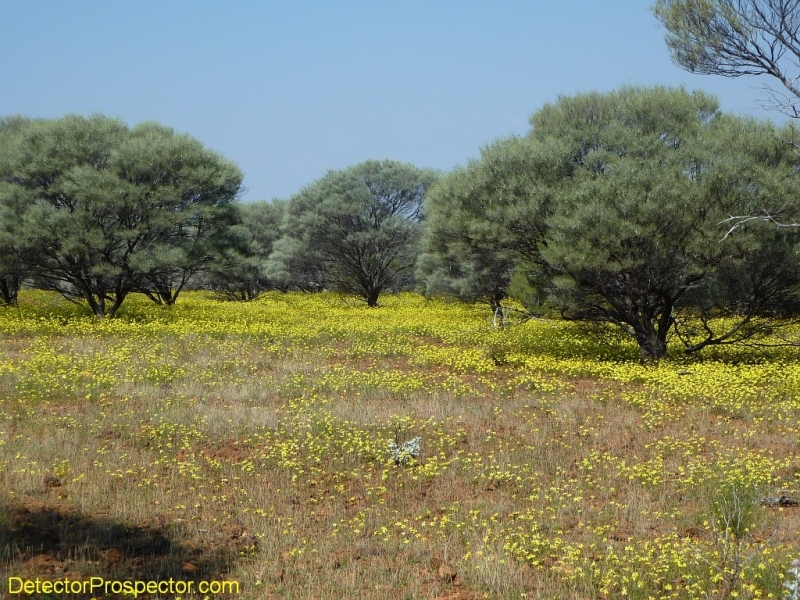 steve-herschbach-australia-2011-yellow-flowers.jpg