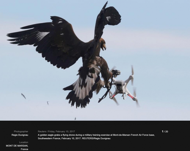 eagle-attacks-drone.jpg