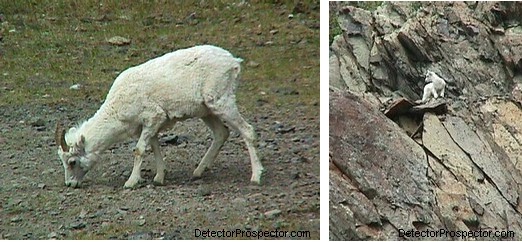 dall-sheep-along-seward-highway-alaska.jpg