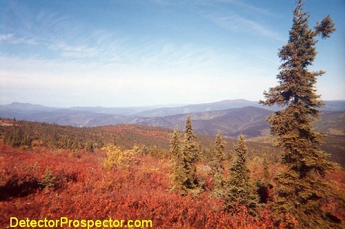 Fall Colors in the Fortymile Area