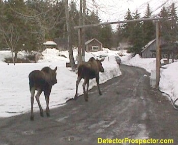 moose-at-crow-creek.jpg