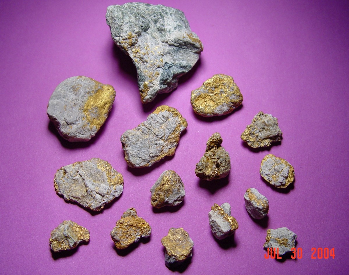 steves-gold-specimens-moore-creek-2004.j