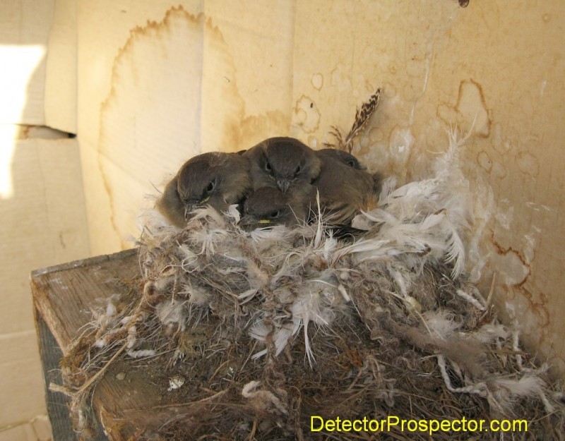 birds-in-nest.jpg