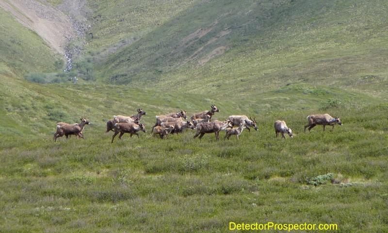 herd-of-caribou.jpg