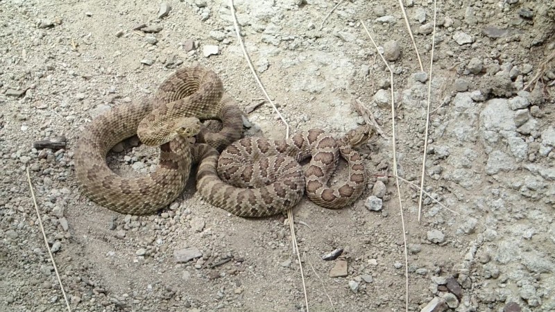 Malm Gulch Rattlesnakes.jpg